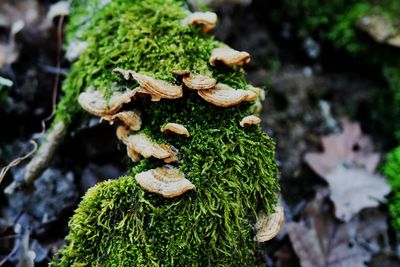 Close-up of mushrooms