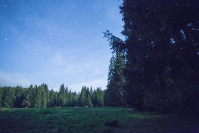 Trees in forest against sky at night