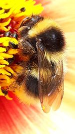 Close-up of insect on yellow flower