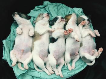 High angle view of dogs sleeping