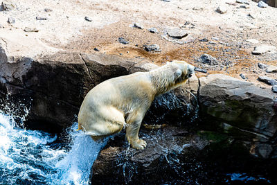 View of sheep in water