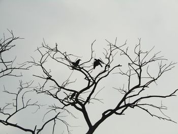 Low angle view of silhouette bare tree against clear sky