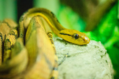 Close-up of lizard on rock