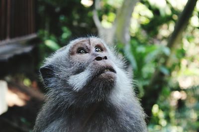 Close-up of monkey looking up at zoo