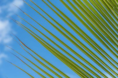 Low angle view of palm tree against blue sky