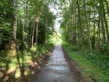 Footpath amidst trees in forest