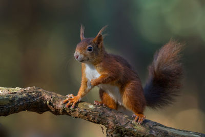 Close-up of red squirrel on tree branch