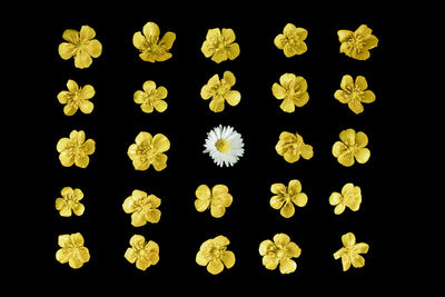 Close-up of yellow flowers over black background