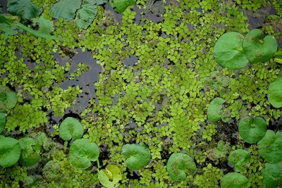 High angle view of leaves floating on water