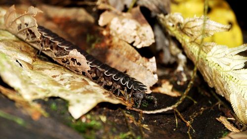 Close-up of lizard
