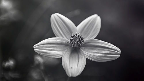 Close-up of flower blooming outdoors