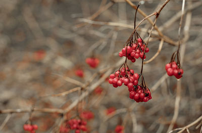 Red rowan on a gray background. winter berries on a branch. favorite delicacy of birds. macro 