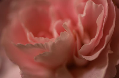 Close-up of rose