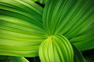 Full frame shot of palm leaves