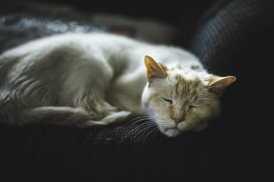 Close-up of a cat sleeping