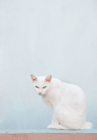 White cat sitting on wall