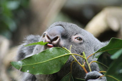 Close-up of a koala