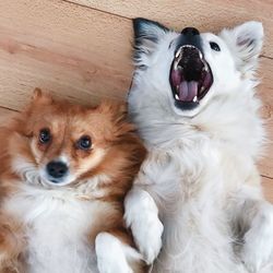 Portrait of dog sticking out tongue