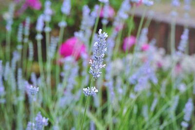 Close-up of purple flowering plants on field