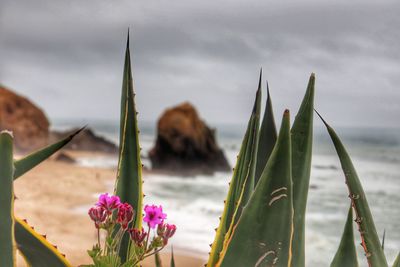 Close-up of purple flowering plants against cloudy sky