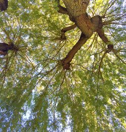 Low angle view of trees