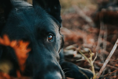 Close-up portrait of a dog