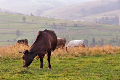 Cattle grazing on field