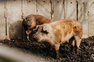 High angle view of pigs