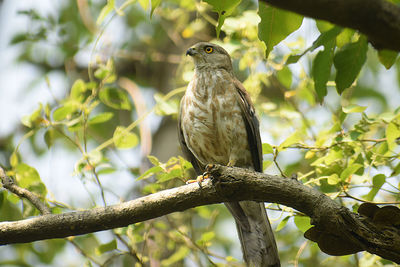 Low angle view of bird perching on branch