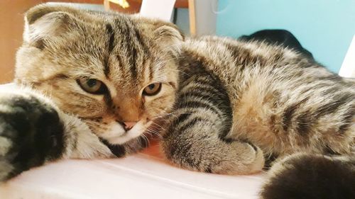 Close-up portrait of tabby cat