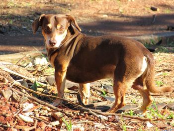 Portrait of dog standing on field