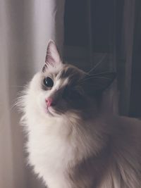 Close-up portrait of a cat