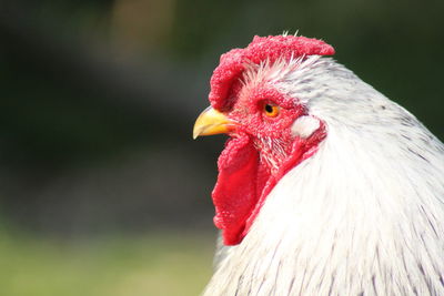 Close-up of rooster