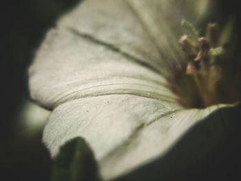 Close-up of flowers against blurred background