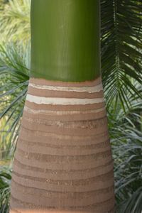 Close-up of bamboo plant