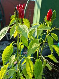 Close-up of red flowering plant