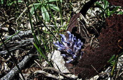 High angle view of crocus blooming outdoors