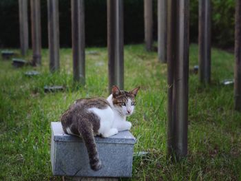 Portrait of a cat on field