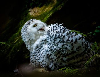 Close-up of owl