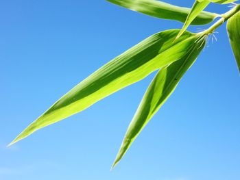 Low angle view of green plant against blue sky