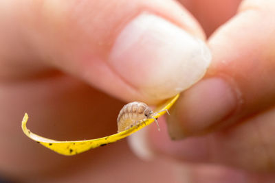 Close-up of hand holding small flower