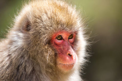 Close-up of a monkey