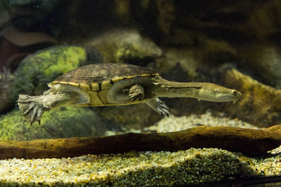 Side view of a turtle underwater