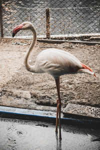 View of bird in lake