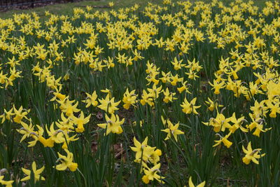 Yellow flowers growing in field