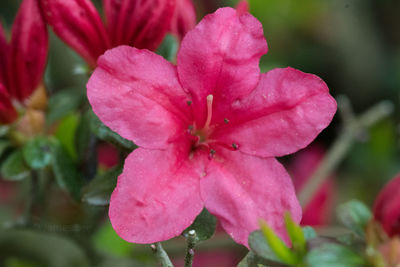 Close-up of pink cosmos blooming outdoors