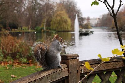 Squirrel on railing against fountain at park