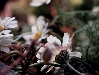 Close-up of flowers