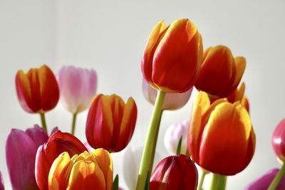Close-up of tulips against white background