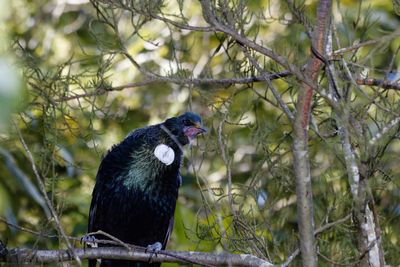 New zealand tui